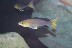 Cyprichromis leptosoma - Click for species data page