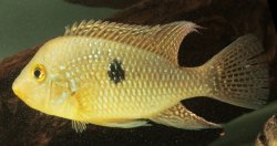 Geophagus brasiliensis