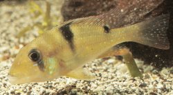 Geophagus harreri