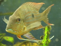 Geophagus neambi