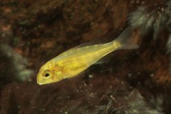 Geophagus neambi