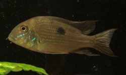 Geophagus parnaibae