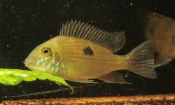 Geophagus parnaibae