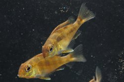 Geophagus pyrocephalus