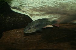 Haplochromis nubilus