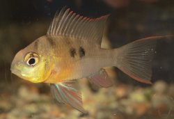 Mikrogeophagus altispinosus