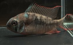 Mikrogeophagus maculicauda - Click for species page