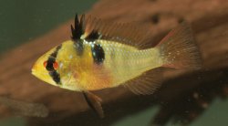 Mikrogeophagus ramirezi - Click for species page