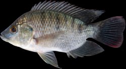 Oreochromis mossambicus - Click for species page