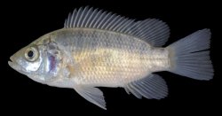 Oreochromis niloticus