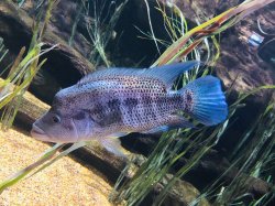 Parachromis dovii - Click for species page