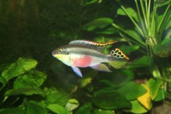 Pelvicachromis pulcher