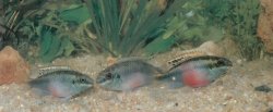 Pelvicachromis pulcher