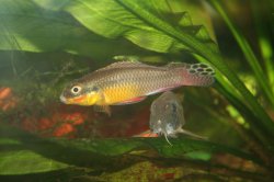 Pelvicachromis taeniatus