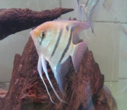 Pterophyllum leopoldi - Click for species page