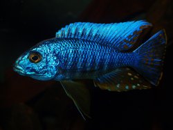 Sciaenochromis ahli - Click for species page