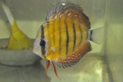 Symphysodon aequifasciatus