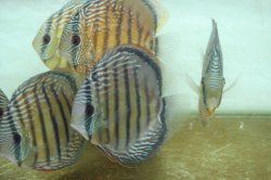 Symphysodon aequifasciatus