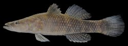 Butis humeralis - Click for species page