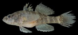 Butis koilomatodon - Click for species page