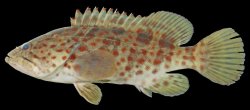 Epinephelus coioides