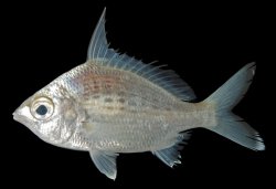 Gerres filamentosus - Click for species page