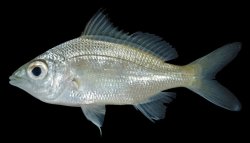 Gerres limbatus - Click for species page