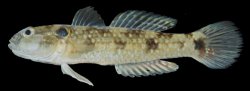 Acentrogobius caninus