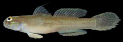 Acentrogobius veliensis - Click for species page