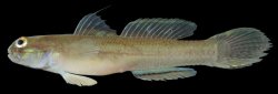 Acentrogobius veliensis