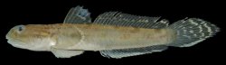Apocryptodon madurensis - Click for species page