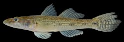 Glossogobius aureus - Click for species page