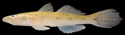 Glossogobius aureus