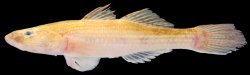 Glossogobius giuris