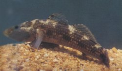 Glossogobius olivaceus - Click for species page
