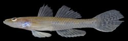 Glossogobius sparsipapillus