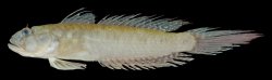 Oxyurichthys tentacularis - Click for species page