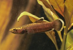 Betta albimarginata