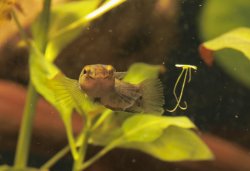 Betta albimarginata