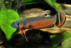 Betta macrostoma