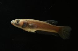 Betta macrostoma