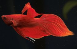 Betta splendens - Click for species page