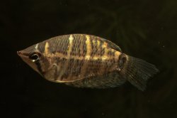 Sphaerichthys osphromenoides - Click for species page