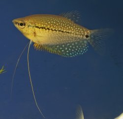 Trichopodus leeri - Click for species page