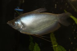 Trichopodus microlepis