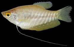 Trichopodus pectoralis - Click for species page