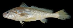 Johnius trachycephalus - Click for species page