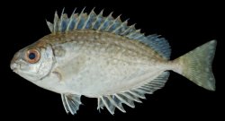 Siganus fuscescens