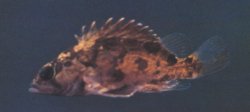 Siniperca obscura - Click for species page