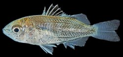 Terapon jarbua - Click for species page